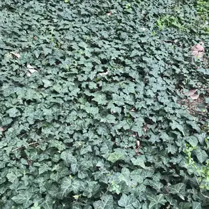 Зеленое растение, Душанбе