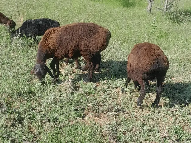 Гусфанд, Душанбе