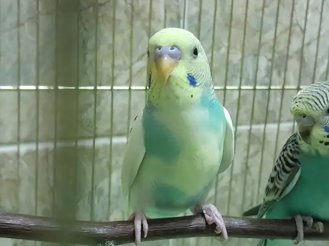 Попугай, Душанбе