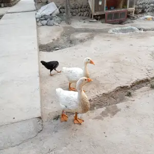 Гоз, Пенджикент