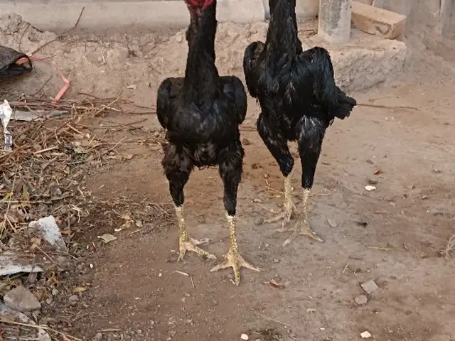 Дакан, Хуҷанд