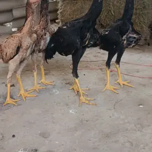 Мургхои Дакан, Худжанд