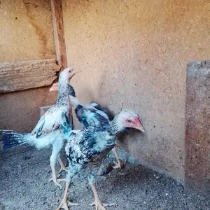 Хурузчахои даканг, Хуҷанд