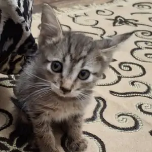 Котик, Душанбе