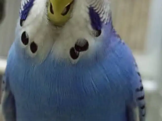 Попугай, Душанбе