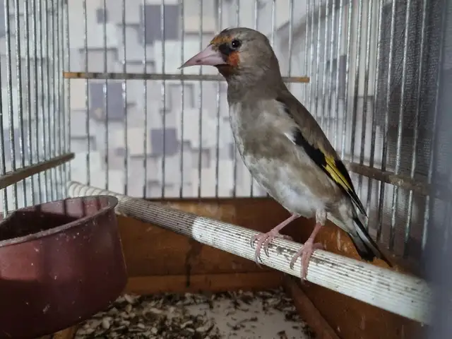 Щегол, Душанбе
