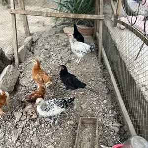 Чуҷа, Худжанд