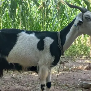 Буз, Бохтар (Курган-Тюбе)