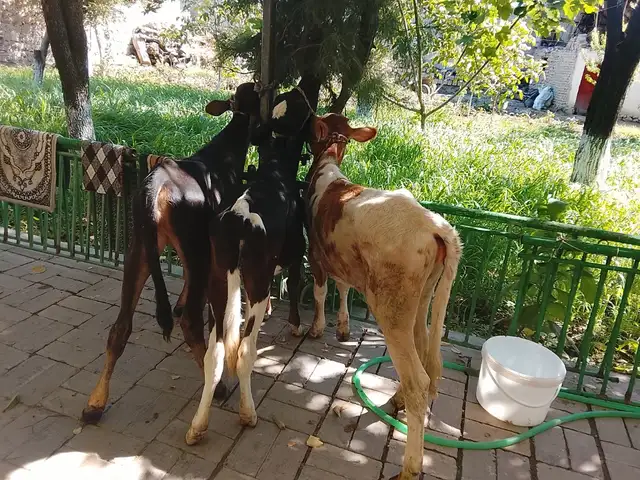 Гов, Хуҷанд