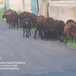 Кушкор баррахо, Гиссар