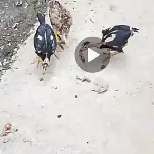 Чӯҷаи дакан, Душанбе
