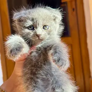 Шотландские вислоухие котята, Худжанд