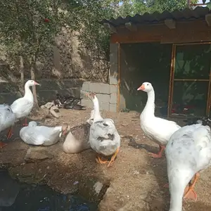 Гоз зоти Линда, Джаббор Расулов