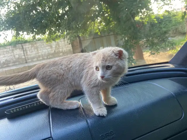 Шотландская кошка, Душанбе