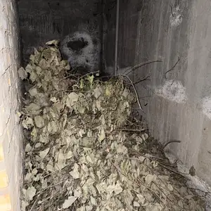 Хезум , тахта, Душанбе