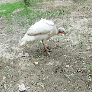 Индюк тухмкун, Канибадам