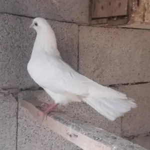 Кафтар, Ҷалолиддин Балхӣ (Румӣ)