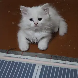 Шотландский котенок, Худжанд