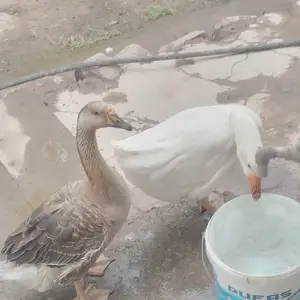 Гоз, Яван