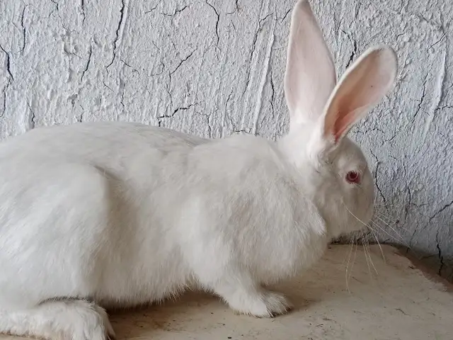Харгуши нар, Душанбе
