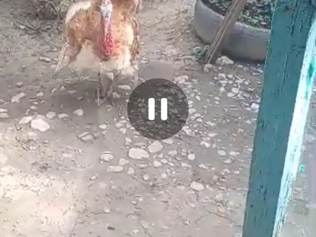 Хуруз, Деваштич (Ғончӣ)
