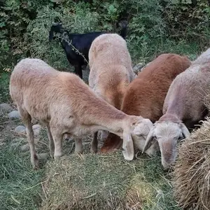 Гусфанд Баран, Вахдат