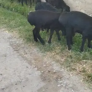 Барраҳо, Гиссар