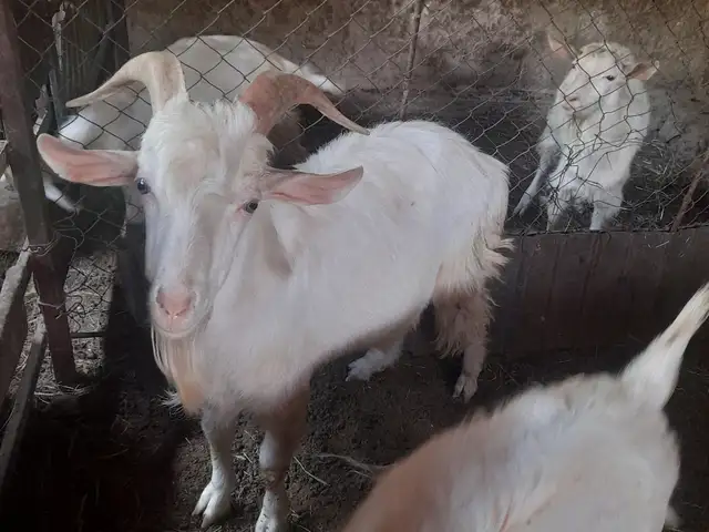 Така, Душанбе