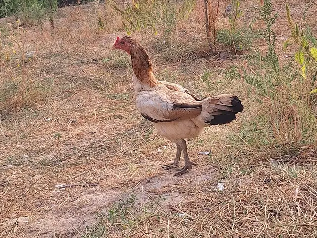 Мург, Душанбе