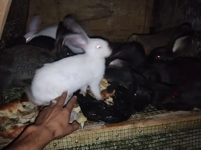Харгуш, Душанбе