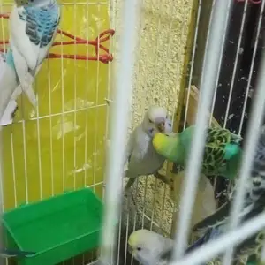 Попугай, Душанбе
