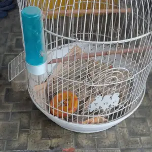 Клетка для птичек, Худжанд