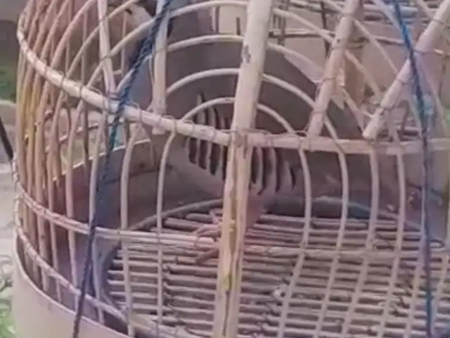 Кабк, Душанбе
