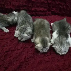 Шотландские котята, Худжанд