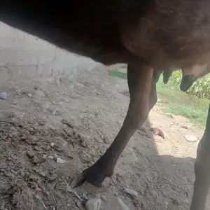 Гови ширдех, Турсунзаде