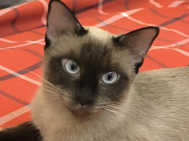 Сиамские котята, Душанбе - 5