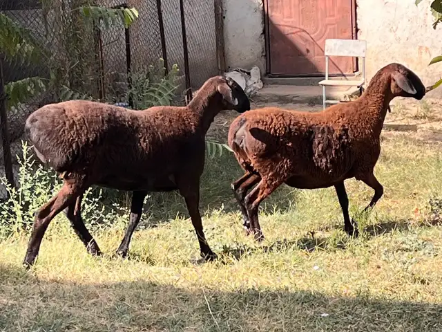 Гуспанд, Душанбе