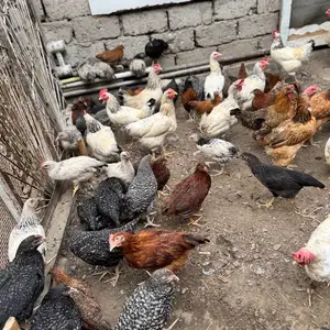 Цыплята, Хуҷанд