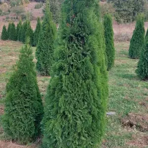 Самаранч, Душанбе