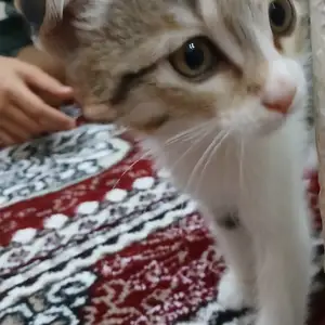 Котята вислоухие, Душанбе