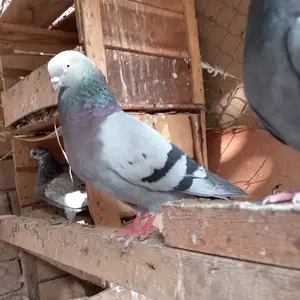 Кафтар, Бохтар (Курган-Тюбе)