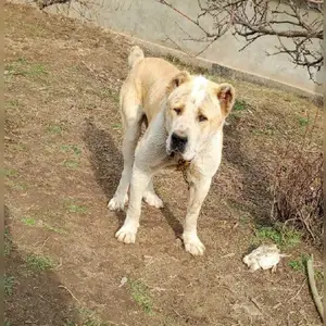 Алабай, Душанбе