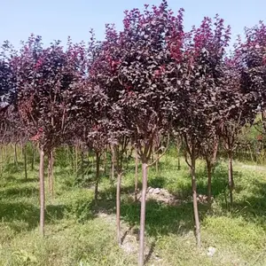 Турецкая слива 2,5м, Душанбе