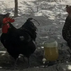 Тухми мург, Вахдат