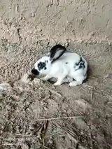 Харгуш, Турсунзода