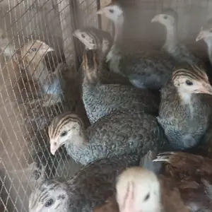 Цесарка, Данғара