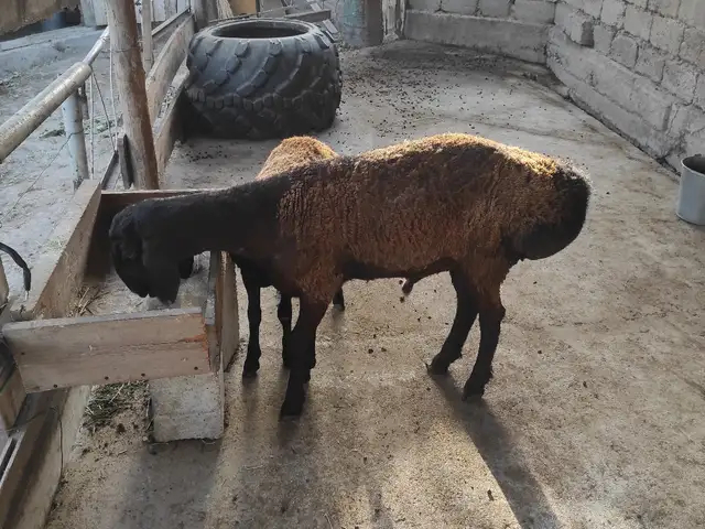 Кучкор, Ҳисор