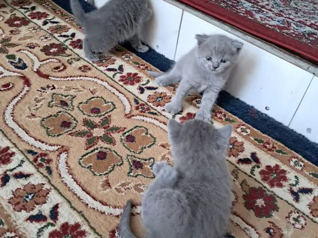 Кошки, Душанбе