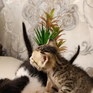 Шотландская кошка, Душанбе