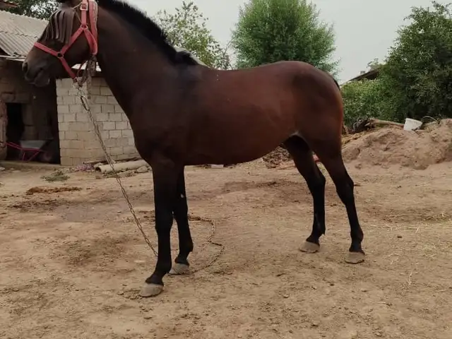 Аспи бузи, Вахдат